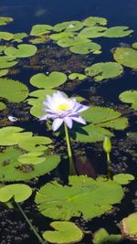 High angle view of lotus water lily in lake