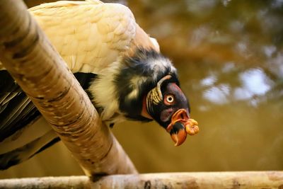 Close-up of bird feeding