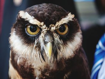 Close-up portrait of owl