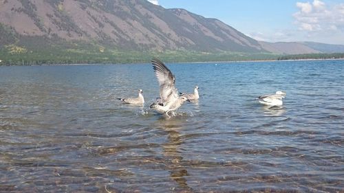 Flock of birds flying over lake