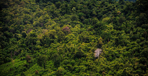 High angle view of trees in forest