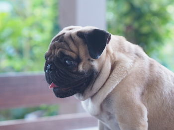 Close-up of a dog looking away