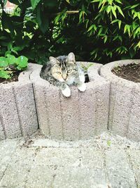 Portrait of cat by plants