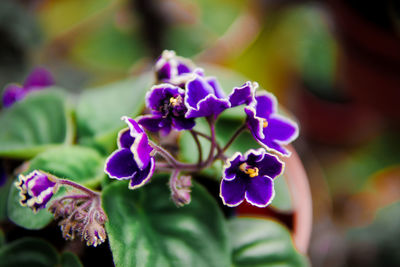 Close-up of purple flowering plant