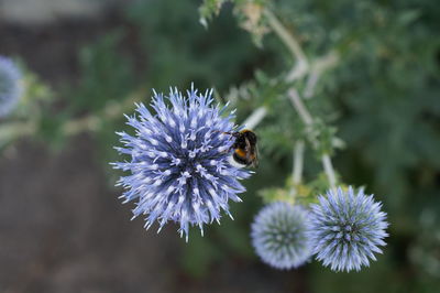 High angle view of bumblebee on globe thistle