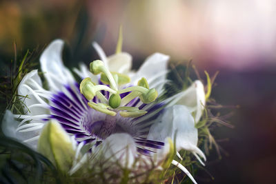 Close-up of purple flowering plant