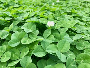 High angle view of flowering plant on field