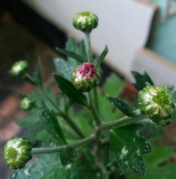 Close-up of flower growing on plant