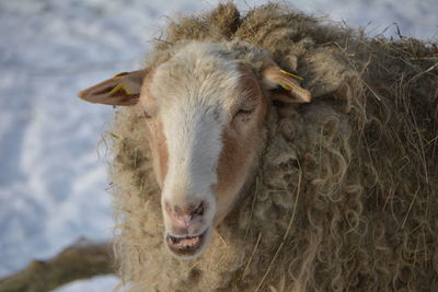 Portrait of sheep