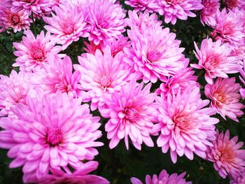 High angle view of pink flowering plants