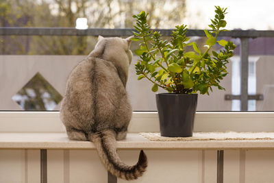 A cat sitting on a windowsill next to a flower pot. looking out the window.