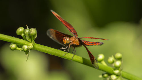 Close-up of insect on leaf