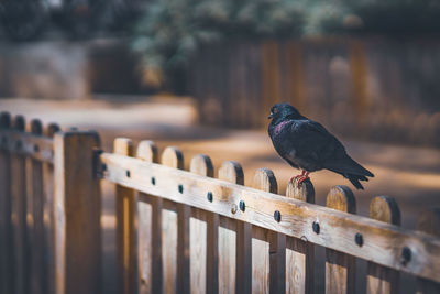 Bird perching on railing