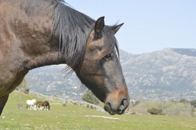 Horse in a field