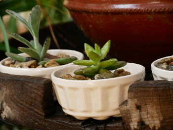 Close-up of potted plant on table