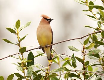 Low angle view of cedar waxwing perching on tree