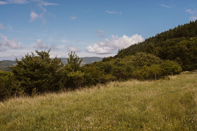 Trees on field against sky