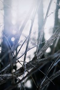 Close-up of snow on plant