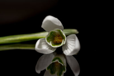 Close-up of flower over black background