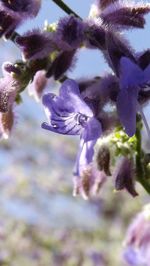 Close-up of purple flowers