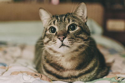 Close-up portrait of a cat at home