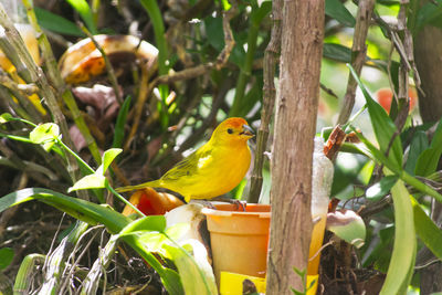 Bird perching on tree trunk