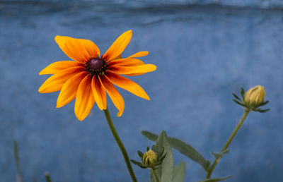 Close-up of yellow daisy flower