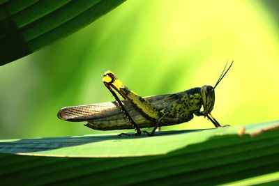 Close-up of insect on leaf