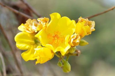 Close-up of yellow flowering plant