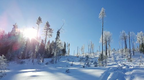 Sun shining through trees on snow covered landscape