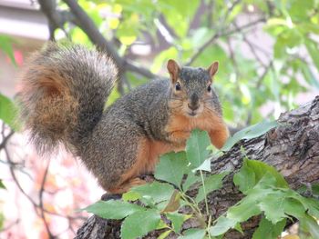 Portrait of squirrel