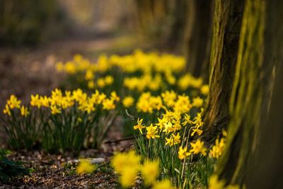 Close-up of yellow flowers growing in field