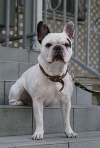 Portrait of french bulldog sitting on steps