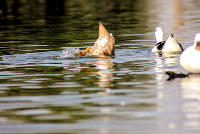 Duck swimming in lake