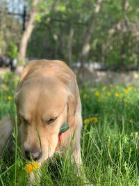 Dog in a field