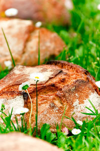 Close-up of mushroom growing on field