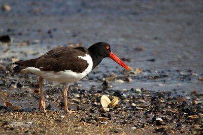 Bird perching on a beach