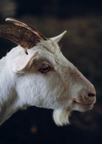 Close-up portrait of a white horse