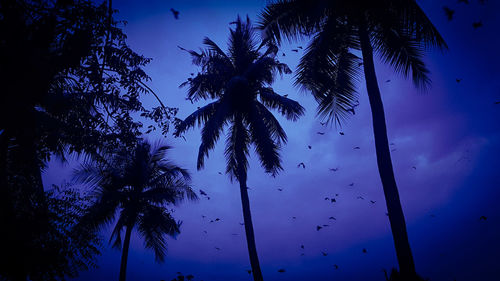 Low angle view of palm trees against sky at sunset