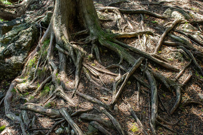 Full frame shot of tree roots