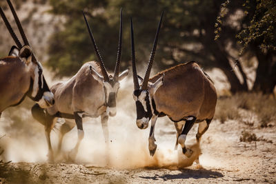 Horses running on field