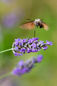 Close-up of insect on purple flower