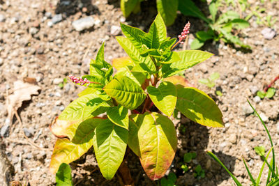 leaf