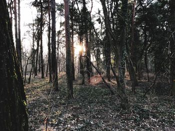 Trees in forest