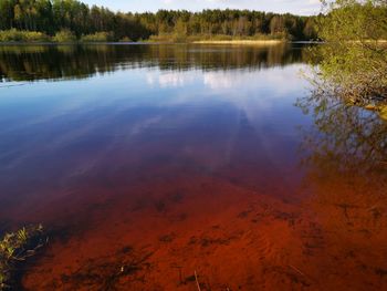 Scenic view of lake in forest