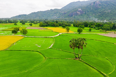 Scenic view of agricultural field