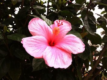 Close-up of pink hibiscus blooming outdoors
