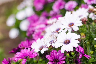 Close-up of fresh pink flowers