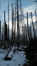 Trees in forest during winter