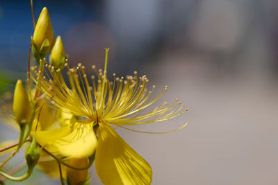 Close-up of yellow flowering plant